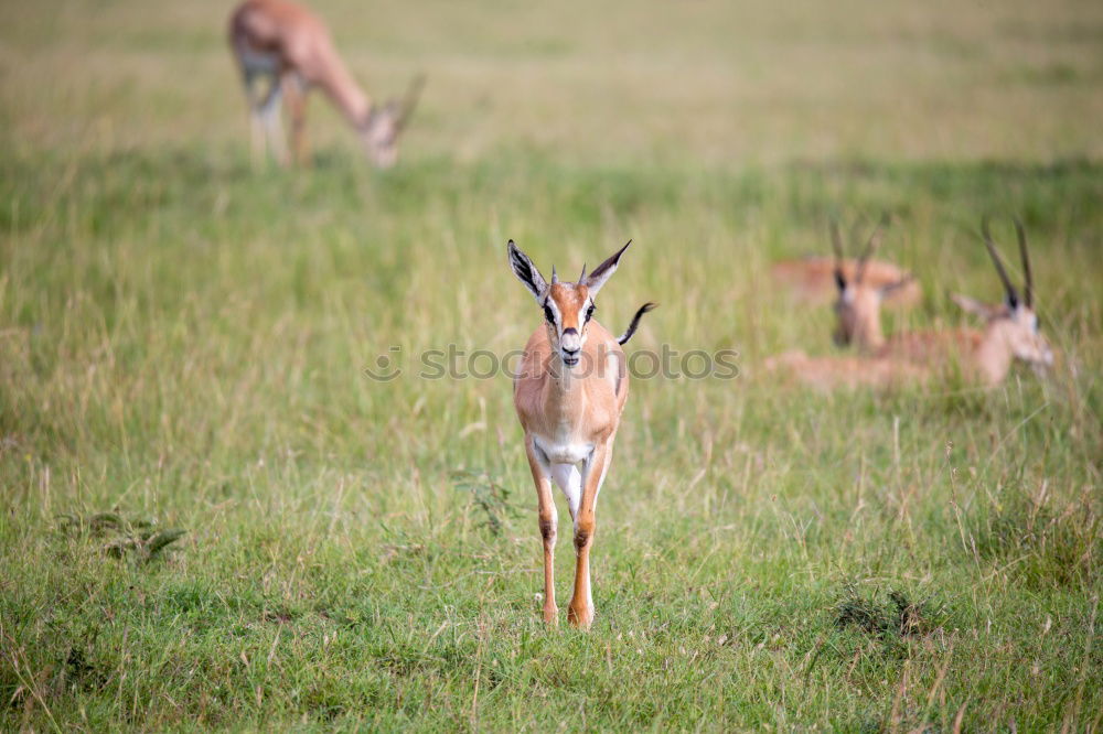 Similar – Image, Stock Photo graces Animal Wild animal