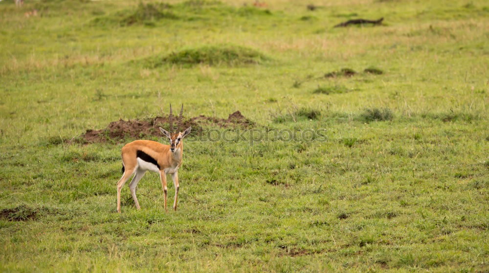 Similar – Thomson gazelles grazing