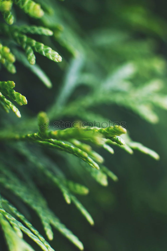 Image, Stock Photo Kale leaf Food Vegetable