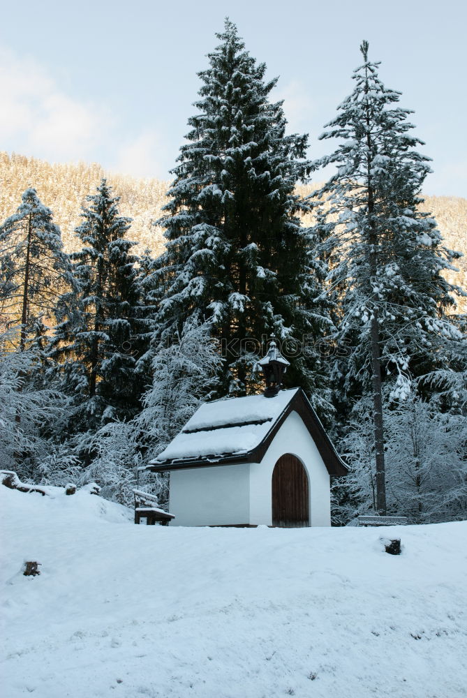 Similar – Image, Stock Photo winter forest Cold Tree