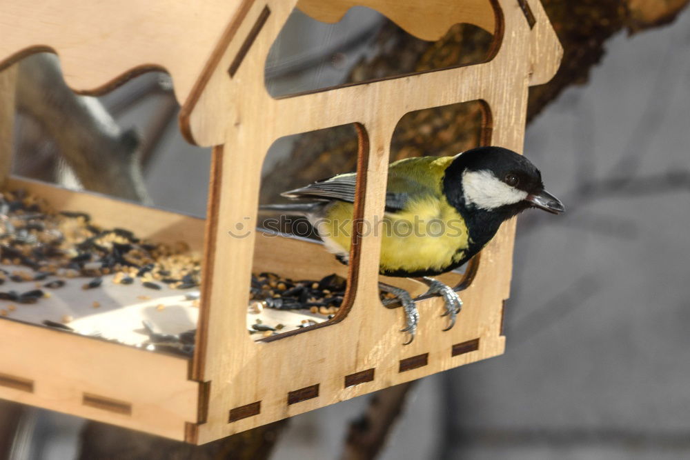 Similar – Image, Stock Photo blue tit on garden bird feeder