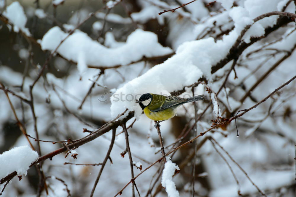 Similar – Image, Stock Photo *flatter* Bird Tit mouse