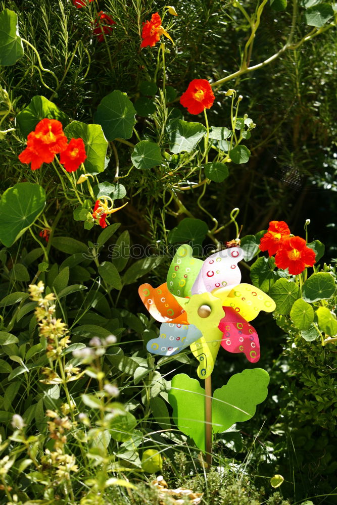 Similar – Engelstrompete Baum Blüte