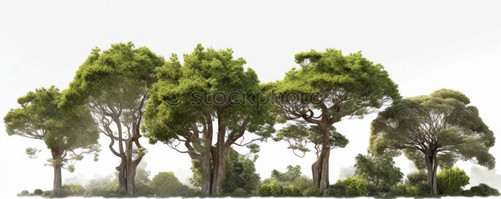 Similar – Image, Stock Photo Autumn colours in the forest