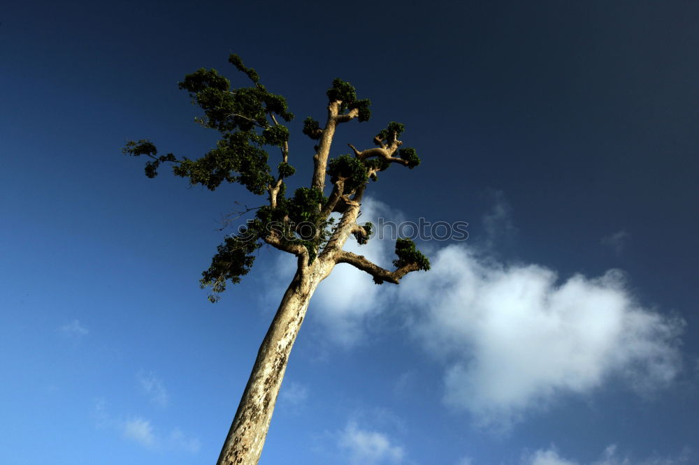 Foto Bild palme Palme heiß Indien