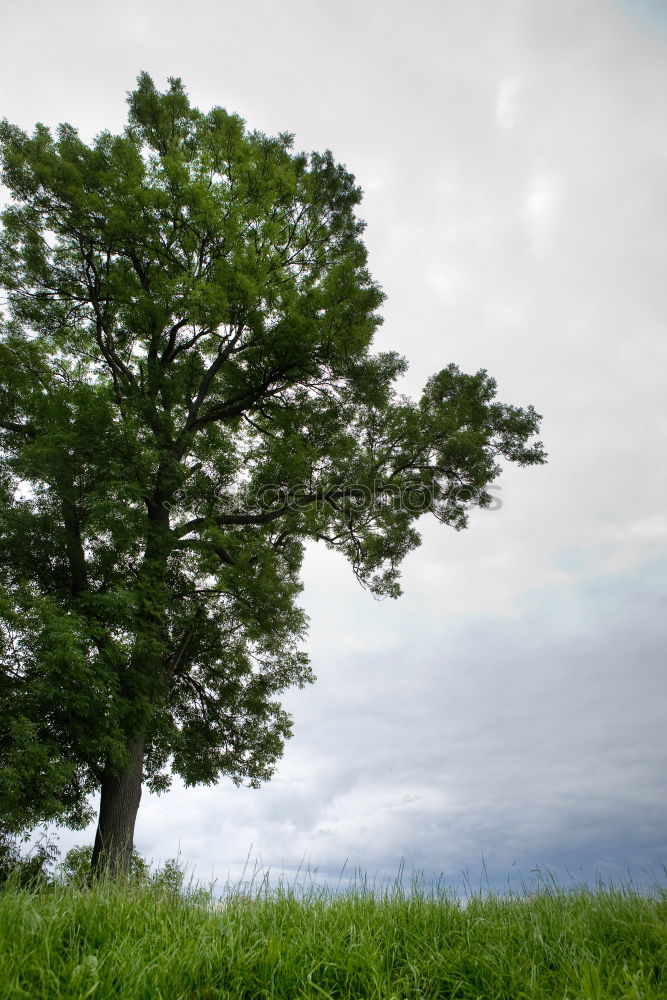 Similar – Foto Bild fake plastic tree Baum