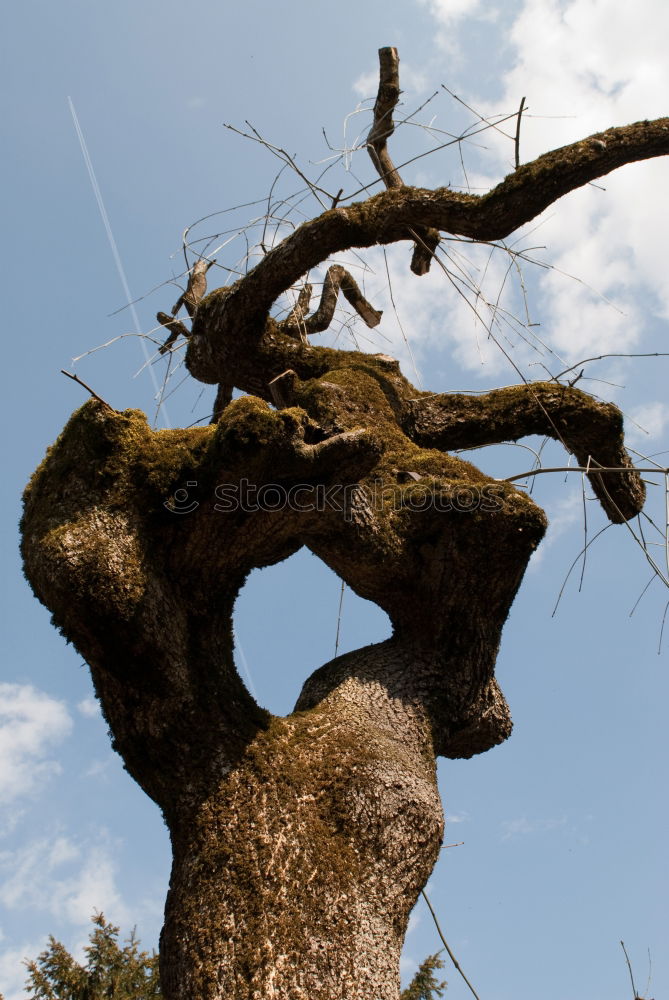 Similar – trunk Tree Plant Clouds