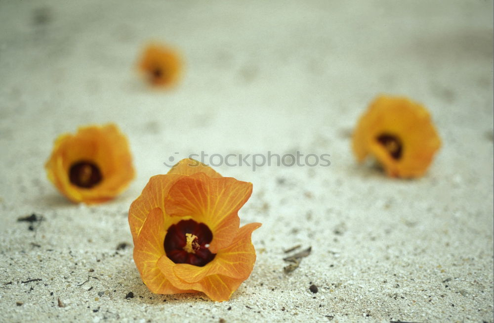 Similar – Foto Bild Blume_auf_Prager_Hauswand