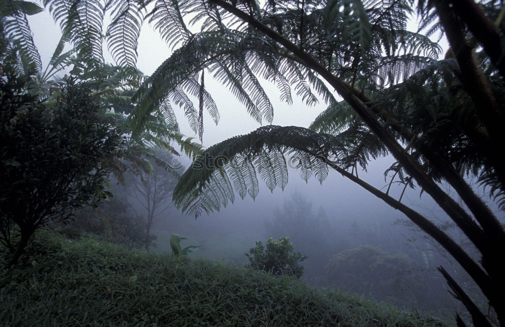 Similar – Seychelles Palm View