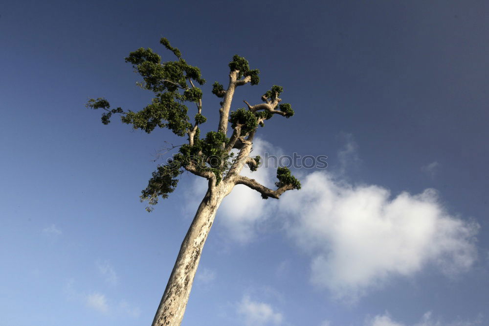 Similar – Foto Bild palme Palme heiß Indien