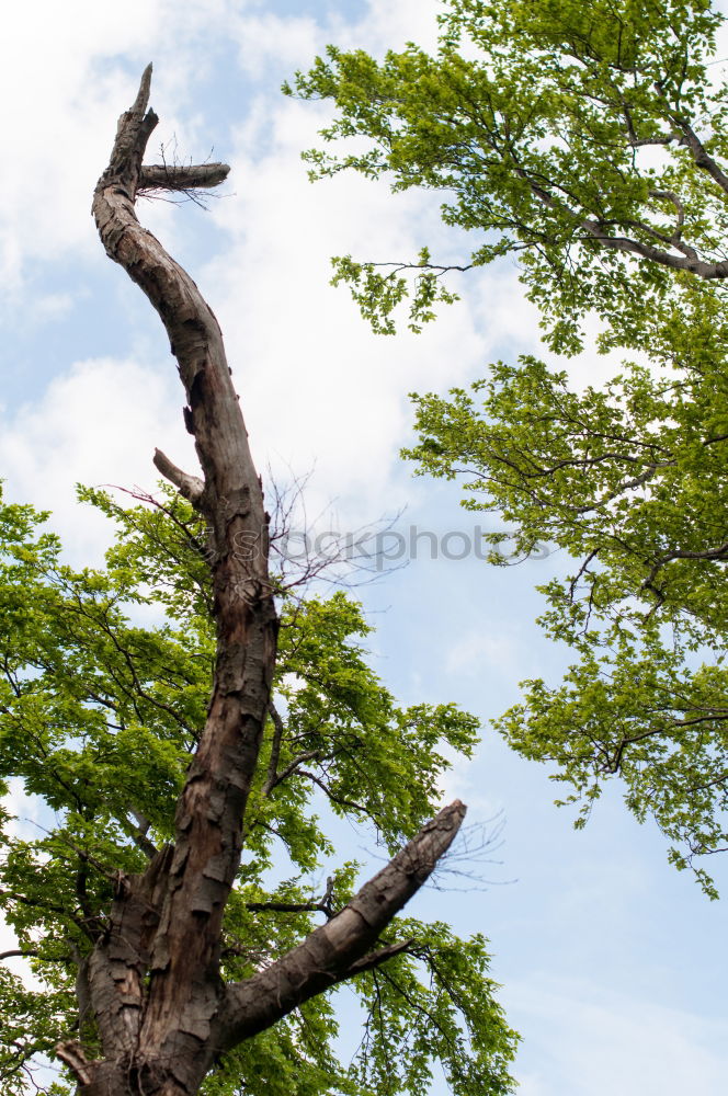 Similar – Under the tree 2 Tree Leaf