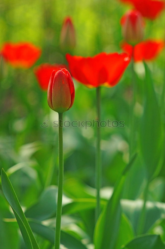 Similar – flowers speak Plant Spring