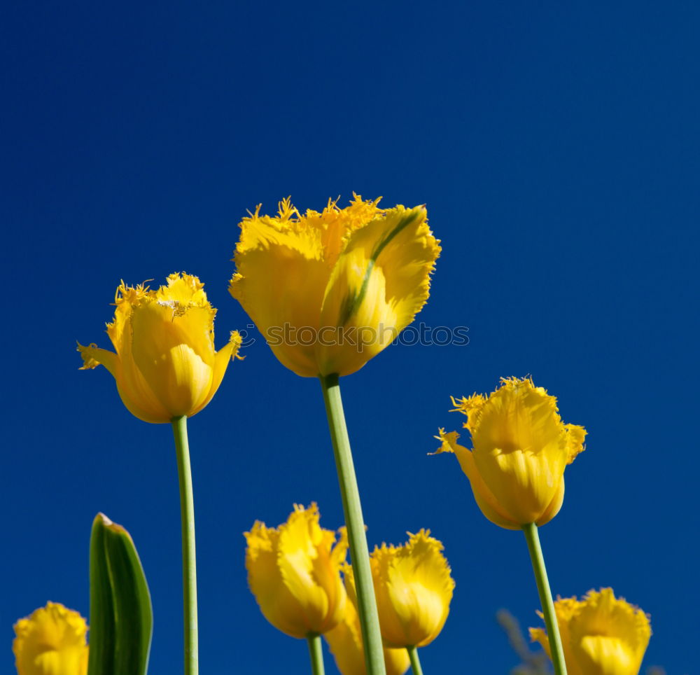 Similar – Tulip flower, yellow