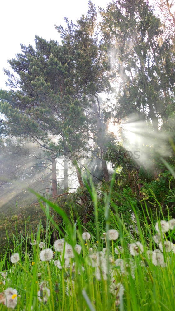Similar – Foto Bild Im Schwarzwald Wald Baum