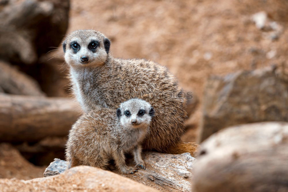 Similar – Image, Stock Photo motherly love Animal Grass