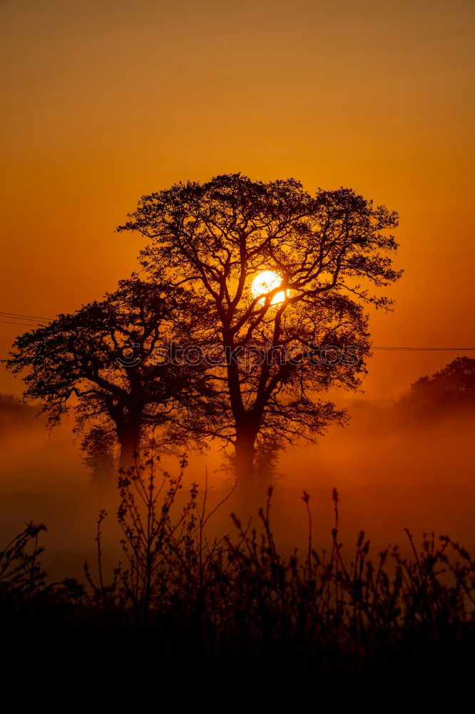 Similar – Image, Stock Photo Dawn in Teufelsmoor near Worpswede