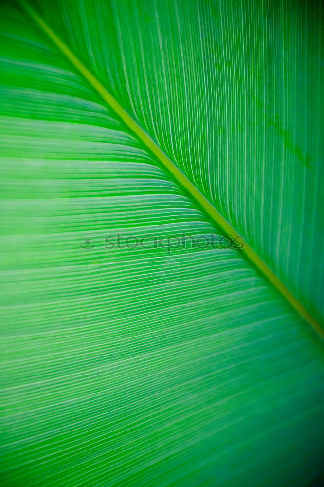 Similar – Coconut Leaf Coconut palm