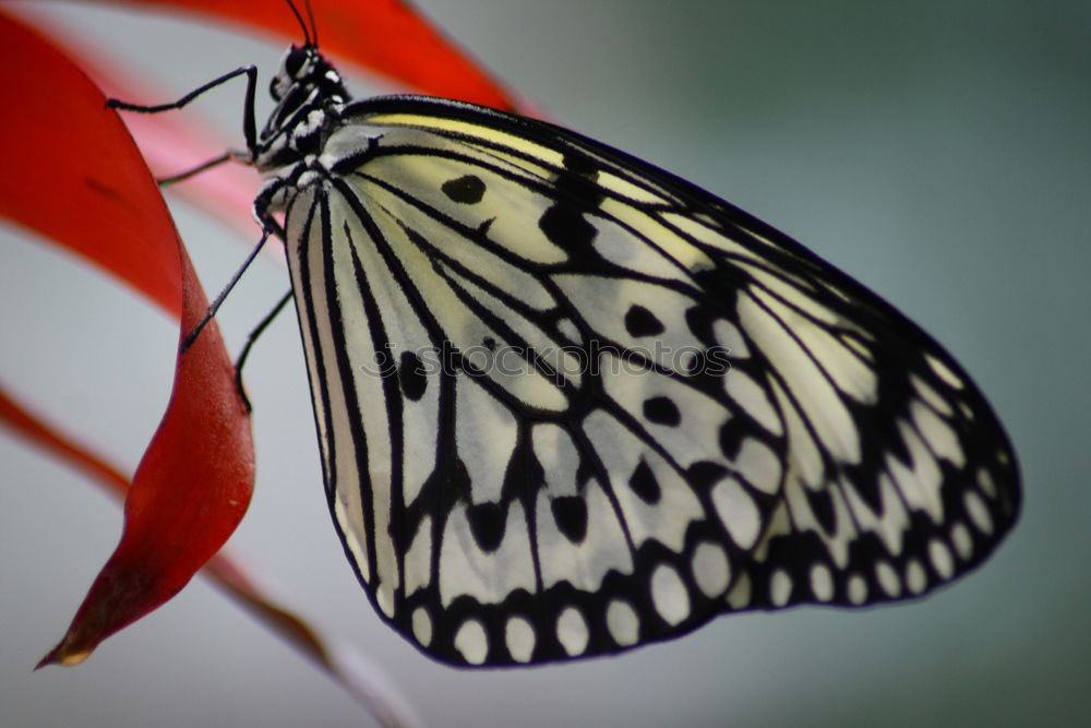 Similar – Image, Stock Photo A butterfly for Mella