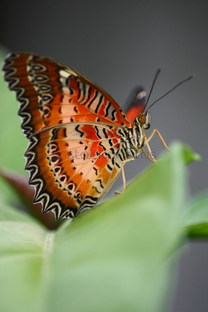 Similar – Image, Stock Photo butterfly photo Leaf