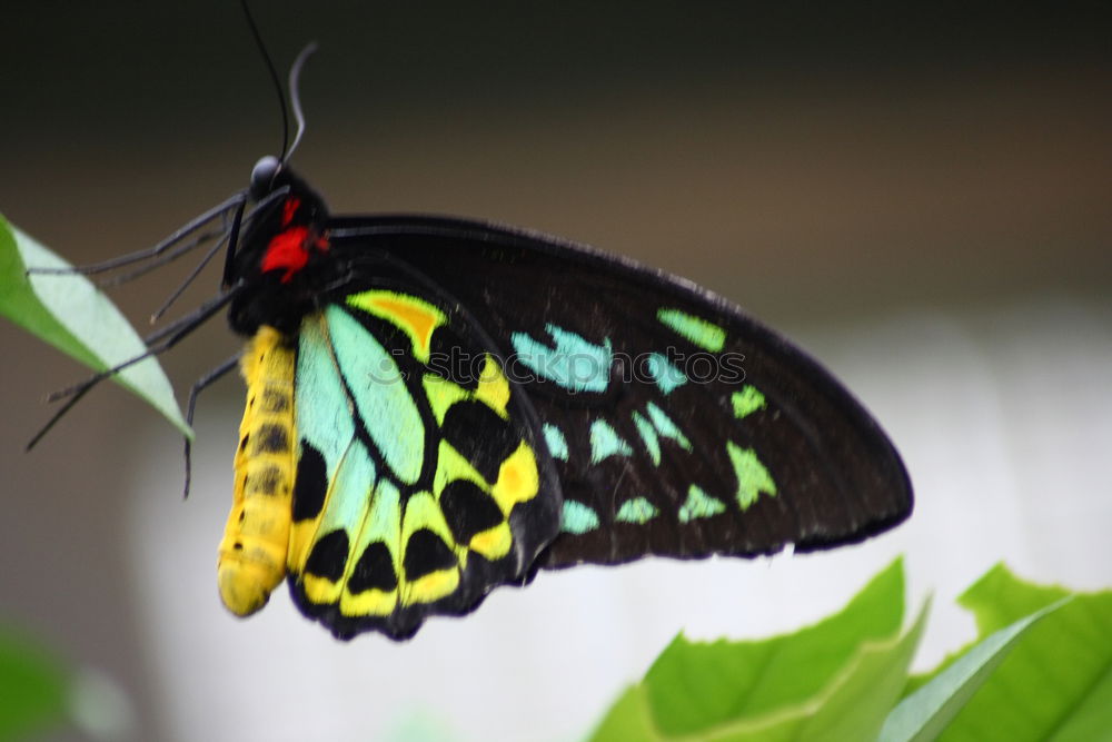 Similar – Image, Stock Photo Lemon Butterfly at Banteay Srey Butterfly Centre, Cambodia