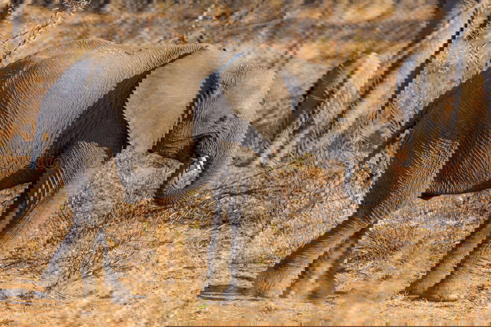 Similar – Image, Stock Photo Elephant in the addo elephant national park