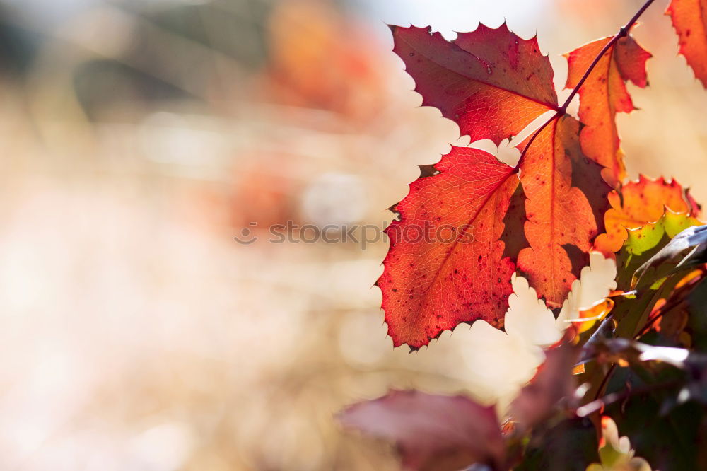 Similar – Image, Stock Photo 50 Shades of Red [3]