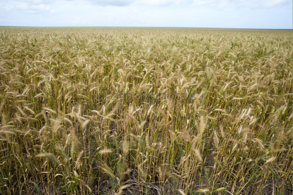 Similar – Image, Stock Photo a bed in the cornfield