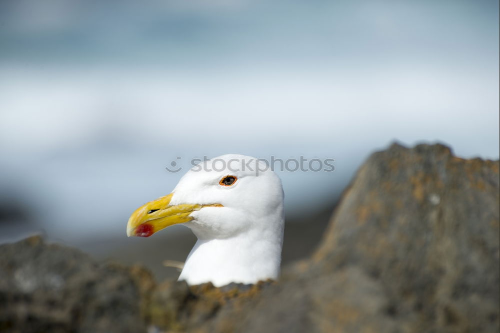 Similar – Foto Bild mal überlegen…. Vogel