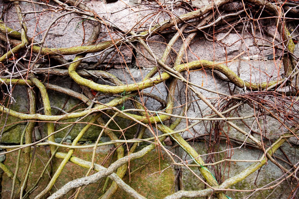 Similar – Roots on the ground Nature