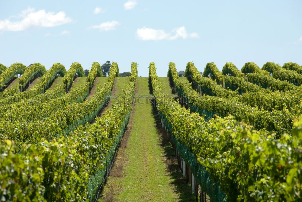 Image, Stock Photo Palatinate vineyards