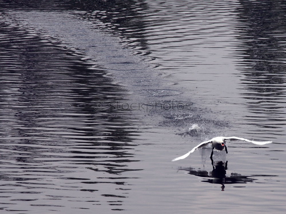 Similar – mainstream Puddle Woman