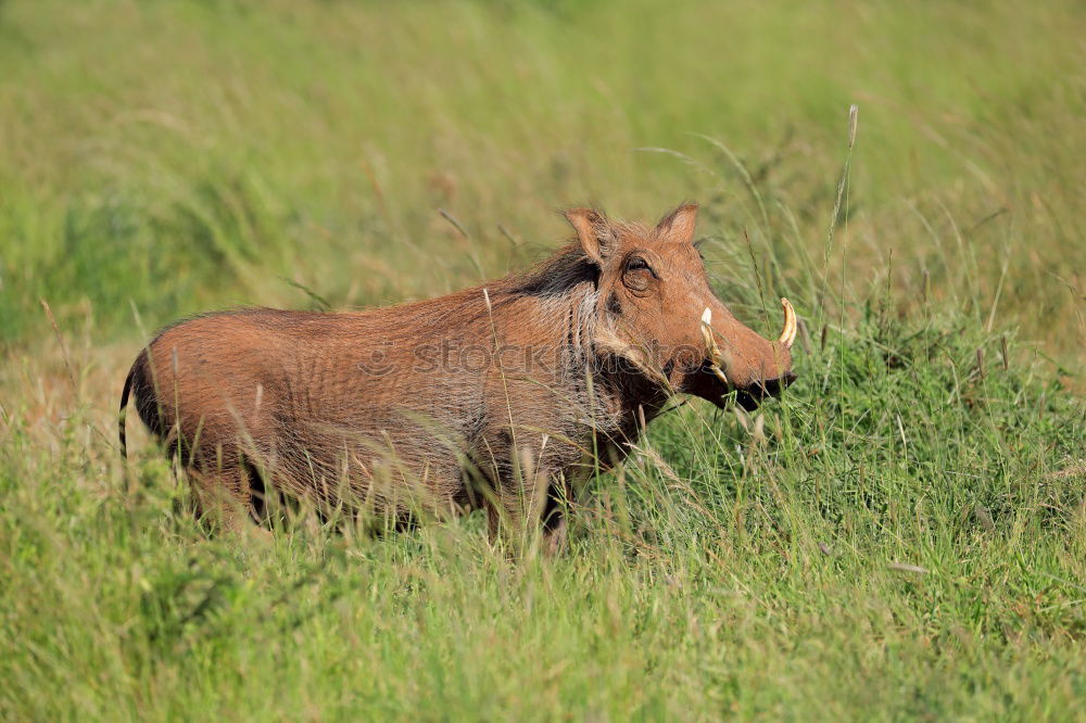 Similar – Image, Stock Photo water buffalo Nature