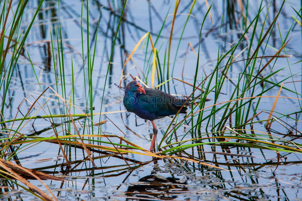 Similar – Image, Stock Photo African Purple Grouse Trip