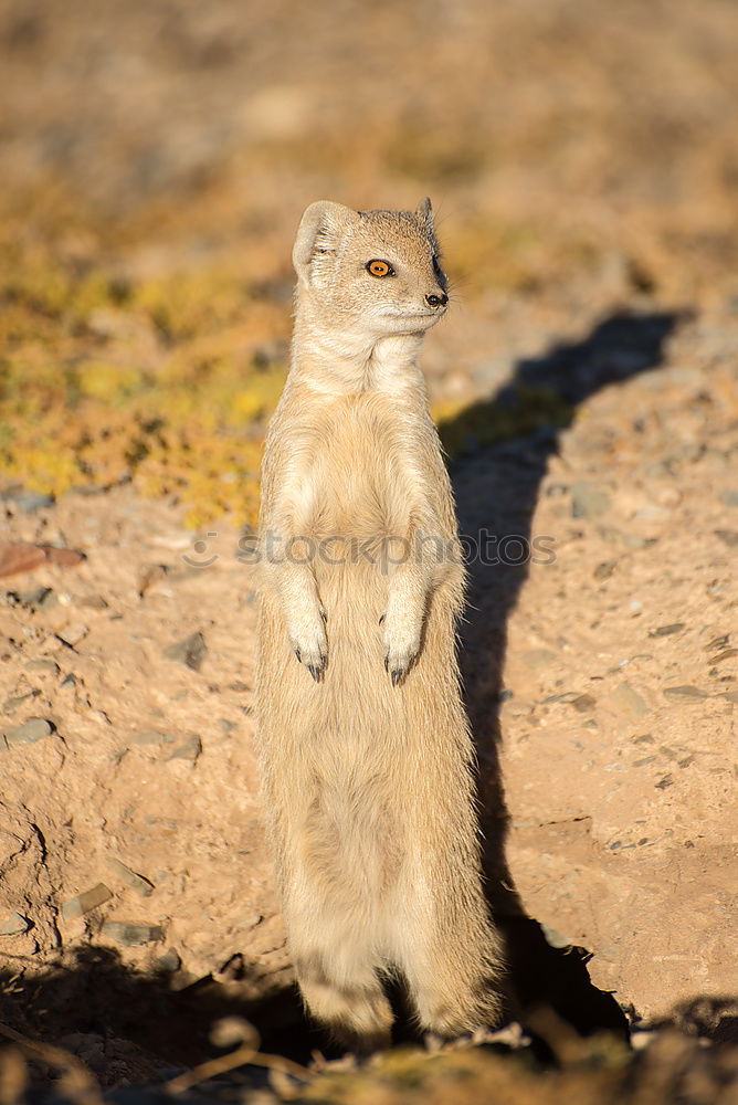 Image, Stock Photo sun worshippers