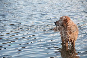 Similar – Image, Stock Photo Water rat II Dog Animal