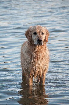 Similar – Image, Stock Photo Water rat II Dog Animal