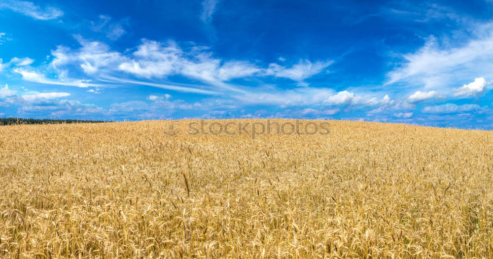 Similar – Image, Stock Photo harvest time Field Straw