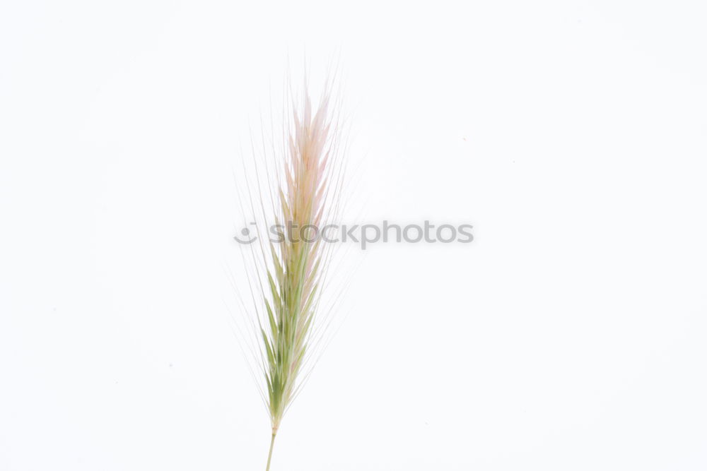 Similar – In the sun Grass Plant