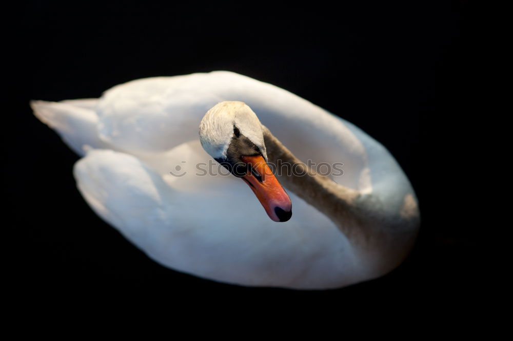 Similar – My dear swan VI Animal