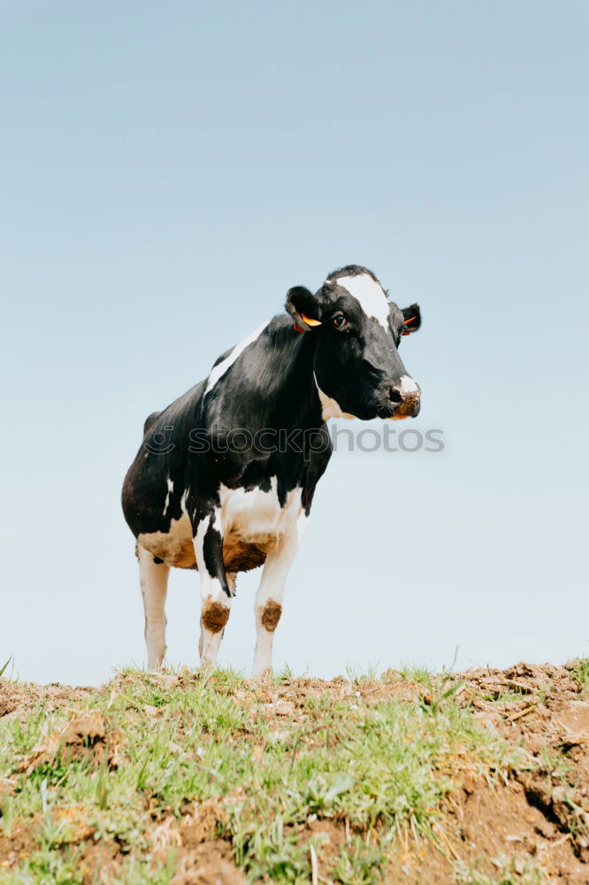 Similar – Image, Stock Photo You cow? Vacation & Travel