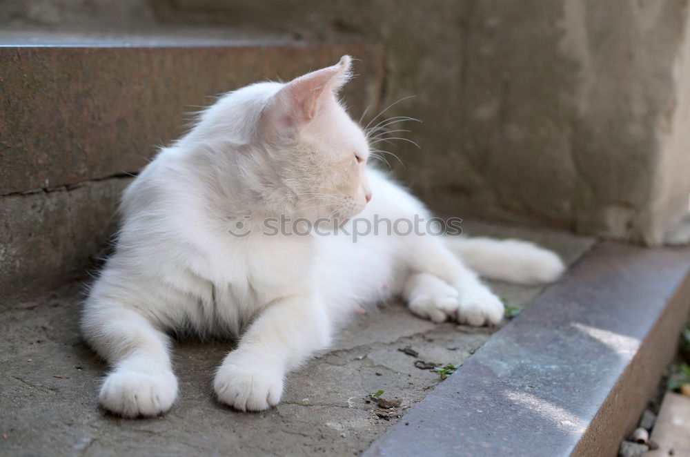 Similar – chillen Katze Pfote Fell