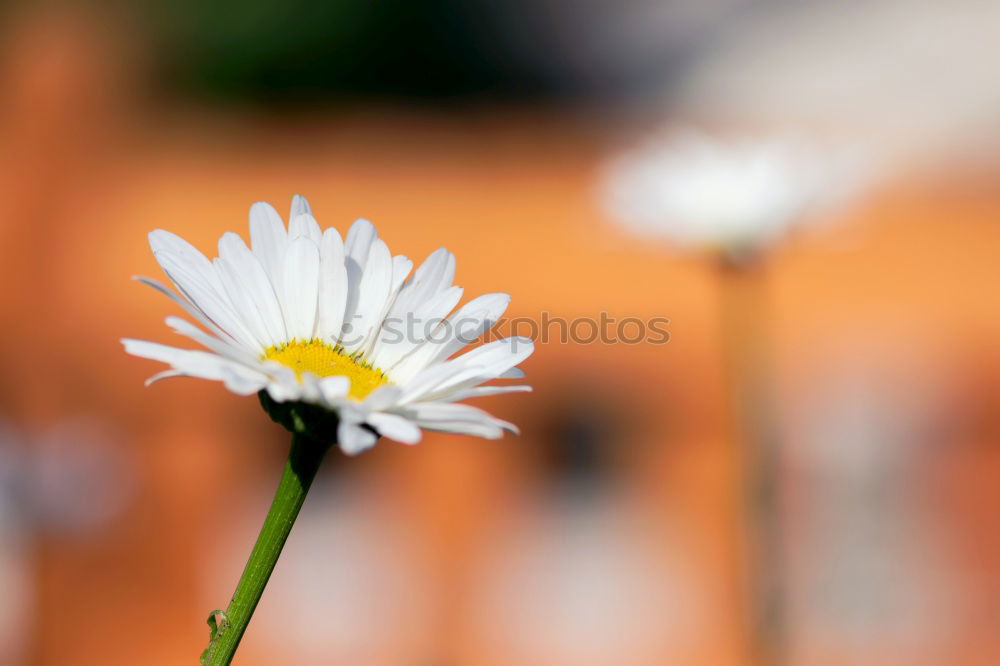 Similar – Image, Stock Photo autumn asters Wellness