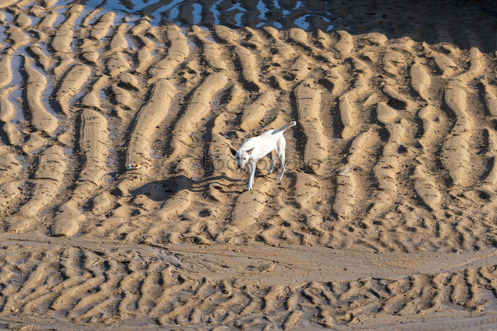 Similar – braver Hund Plastiktüte