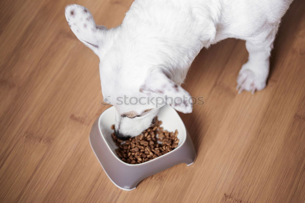 Image, Stock Photo cute small dog sitting and waiting to eat