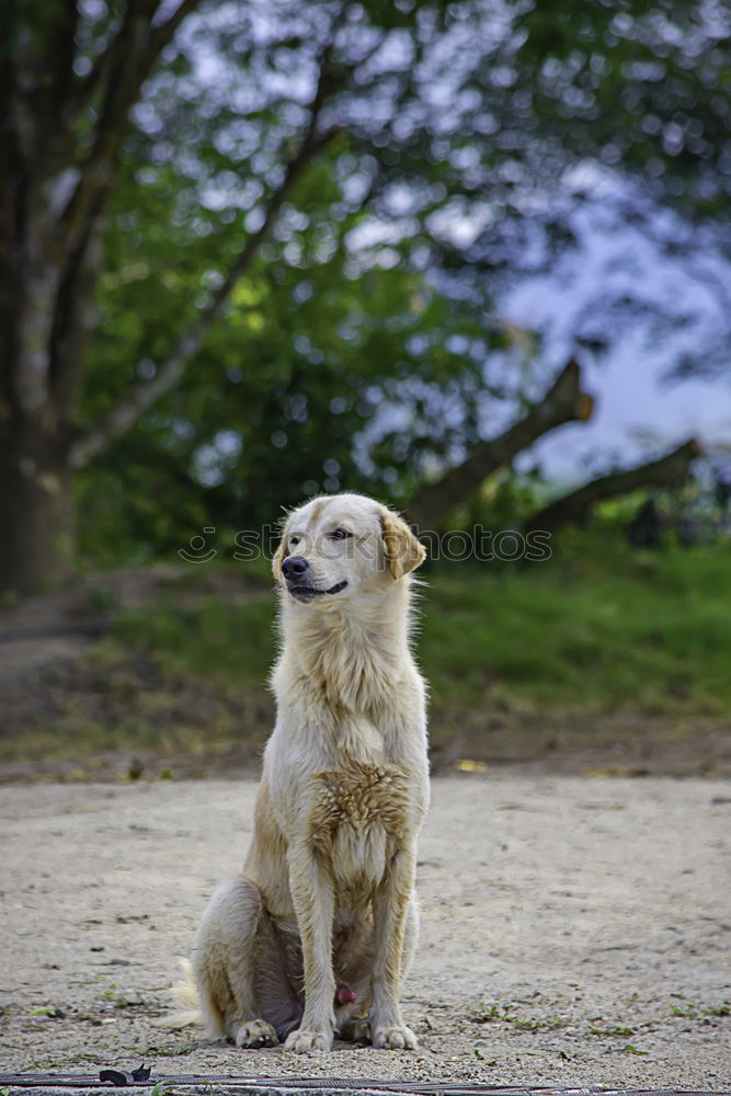 Similar – Image, Stock Photo Funny dog lying on ground between plants