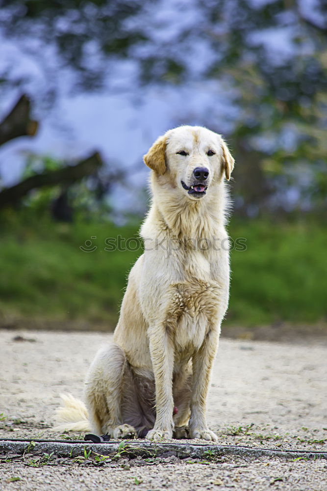 Similar – Image, Stock Photo Come on! Animal Pet Dog