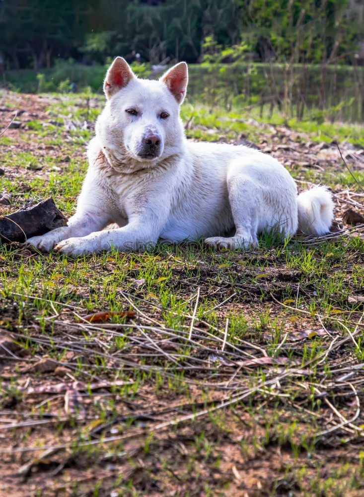 Similar – Image, Stock Photo Dogs Nature Plant Animal