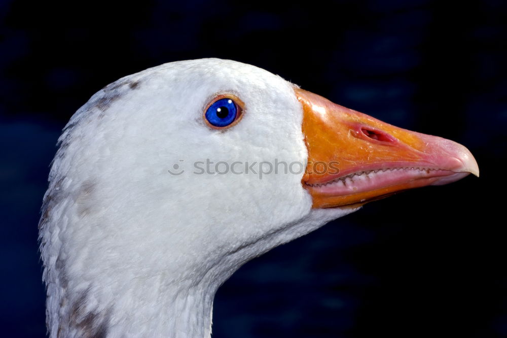 Similar – *kreisch* Nutztier Vogel