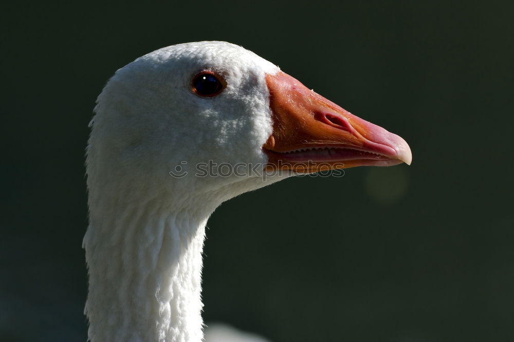 Similar – Look me in the eye. Stork