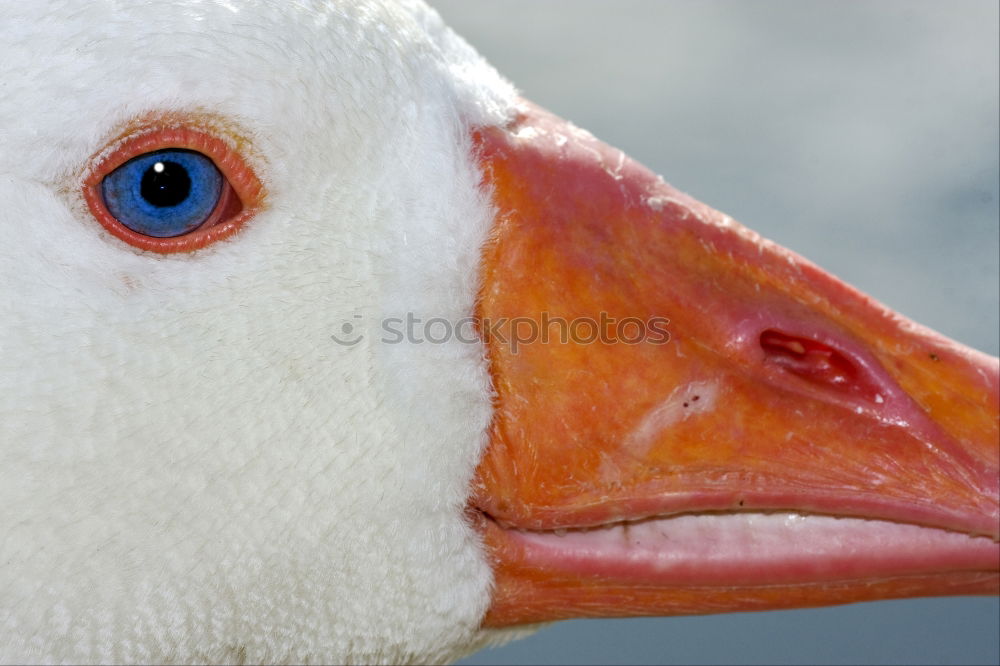 Similar – *kreisch* Nutztier Vogel